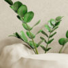 Snake Plant